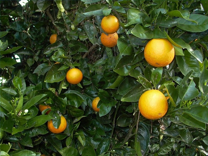 Pruning Citrus Trees Legacy Landscape Management